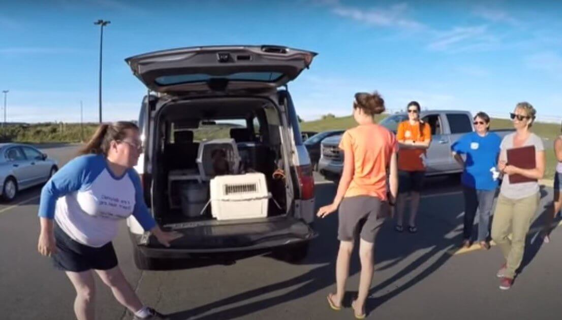 ダックスフンド,動画