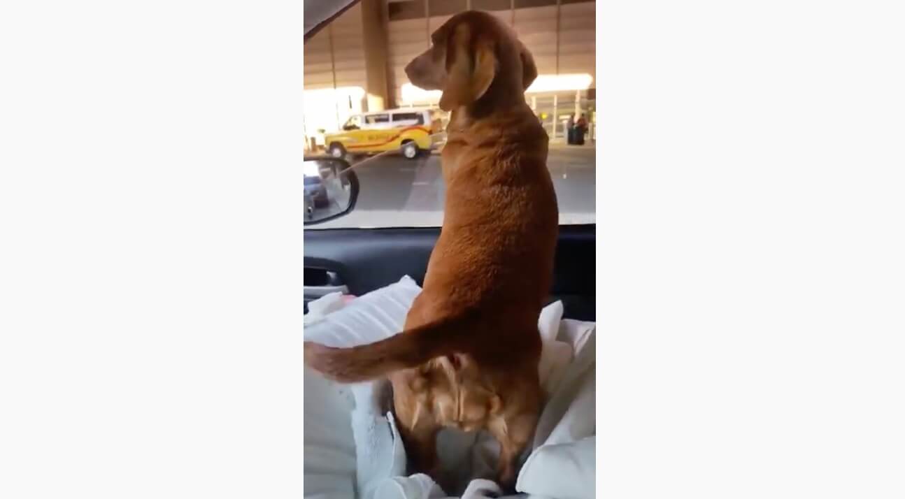 ダックスフンド,動画