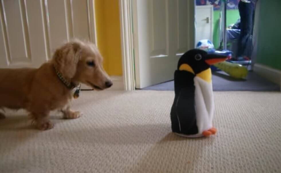 ダックスフンド,動画