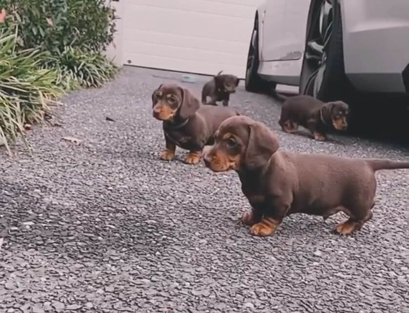 ダックスフンド,動画