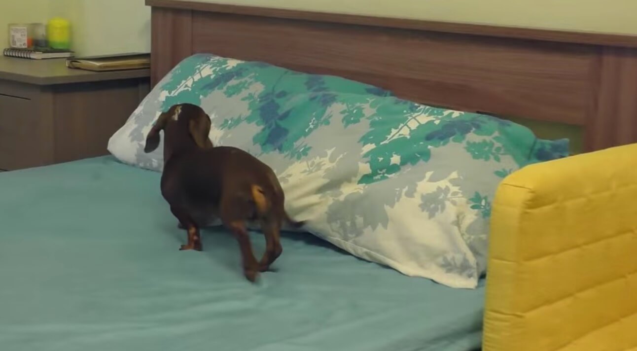 ダックスフンド,動画