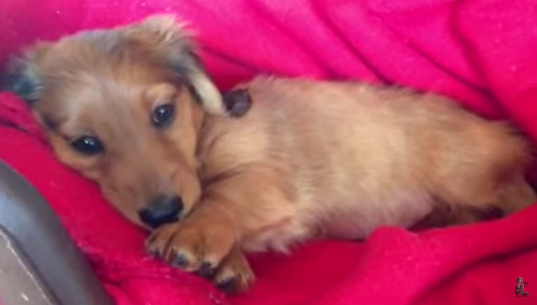 ダックスフンド,動画