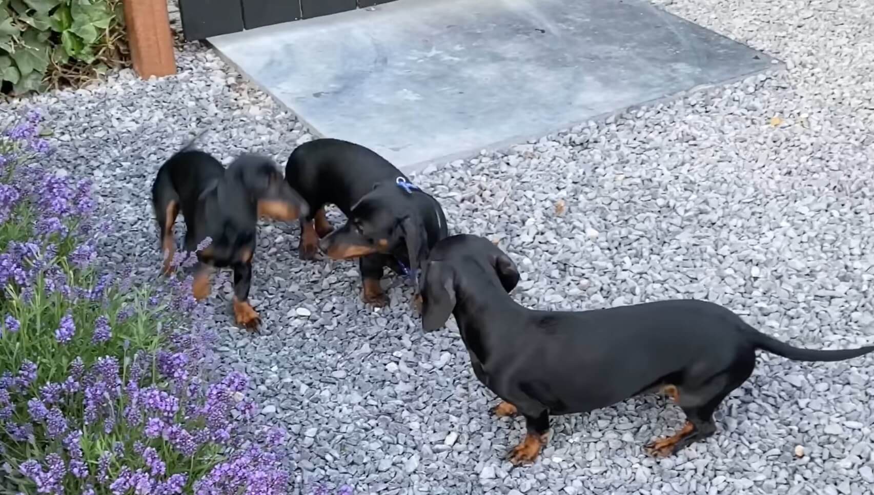 ダックスフンド,動画