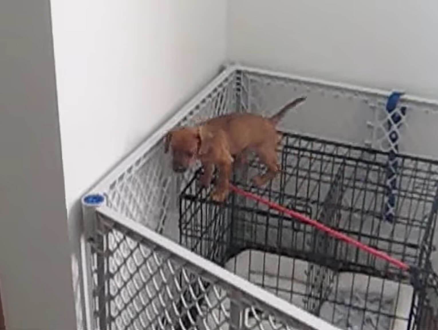 ダックスフンド,動画