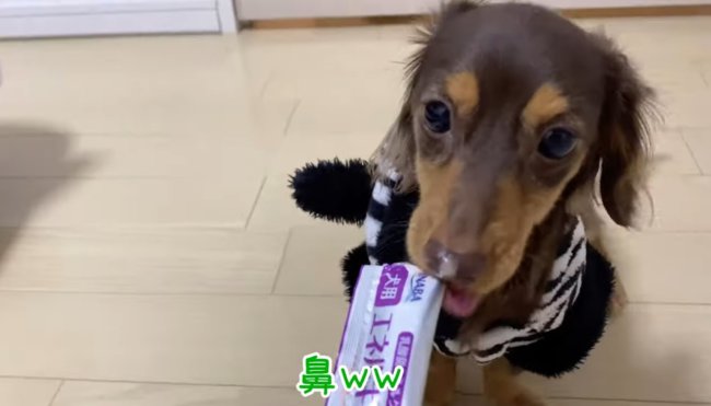 ダックスフンド,動画