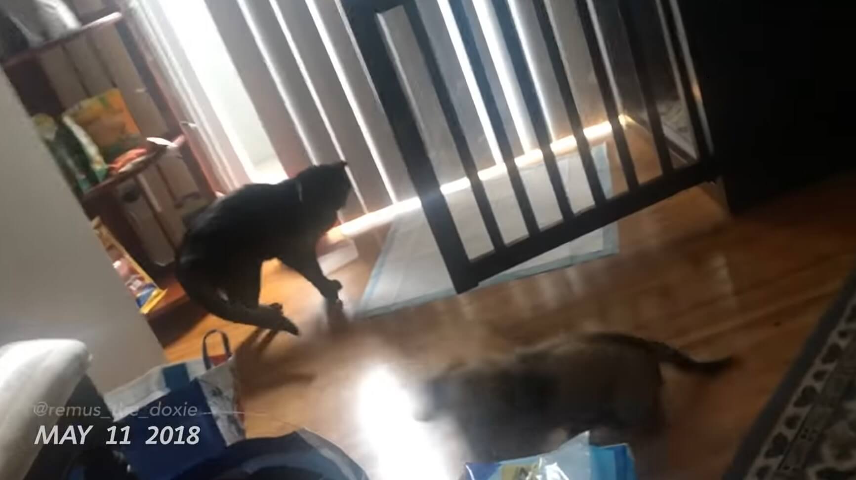 ダックスフンド,動画