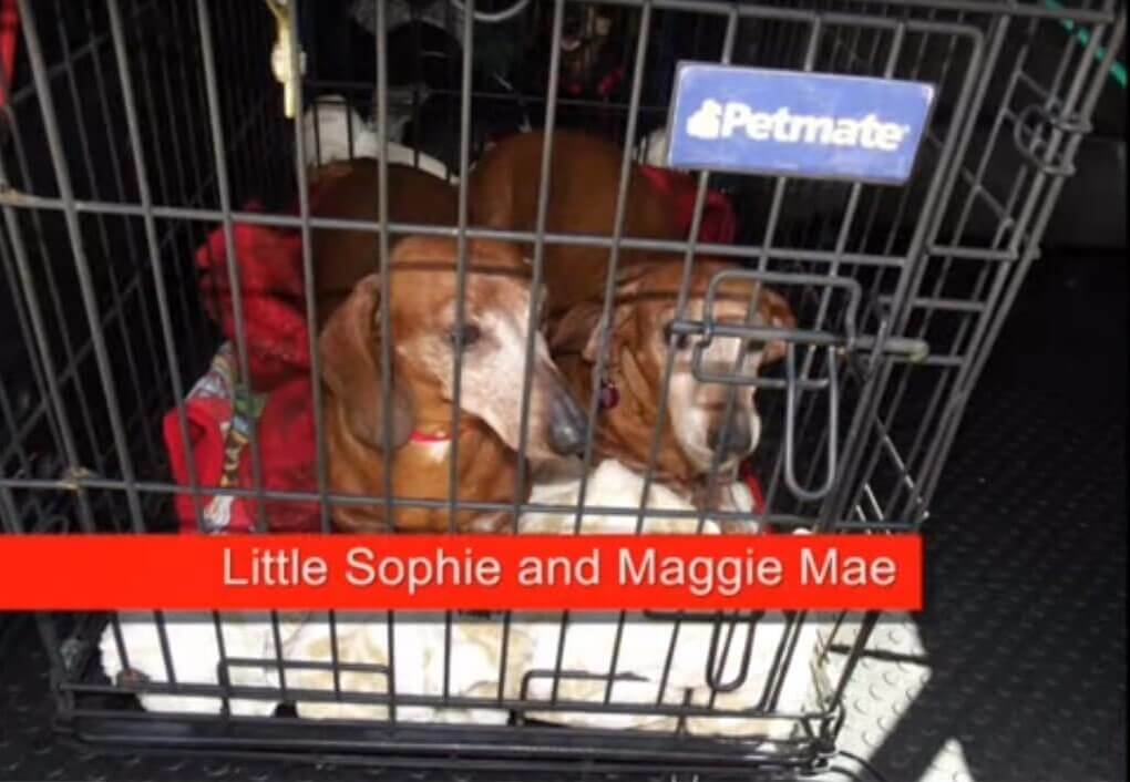 ダックスフンド,動画