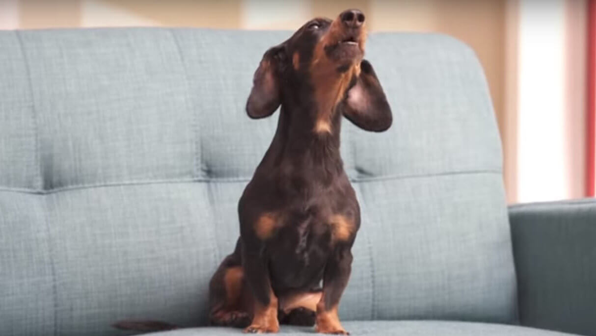 ダックスフンド,動画