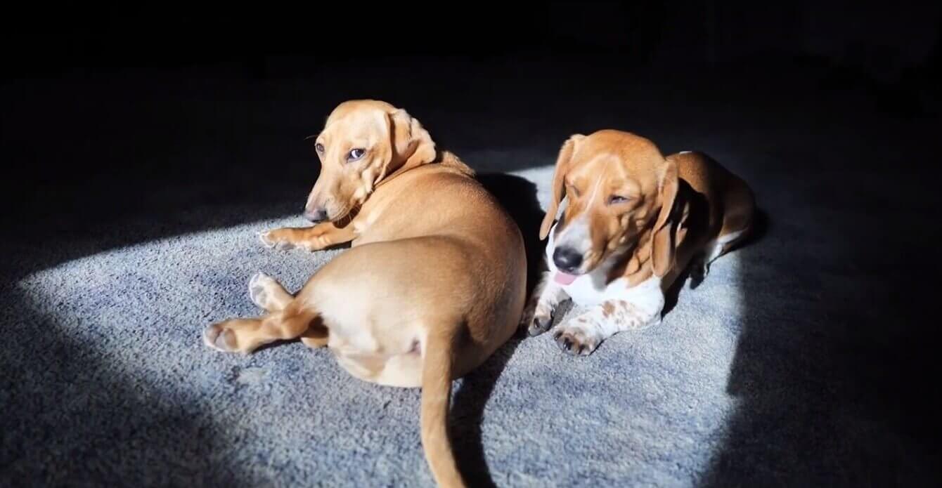 ダックスフンド,動画