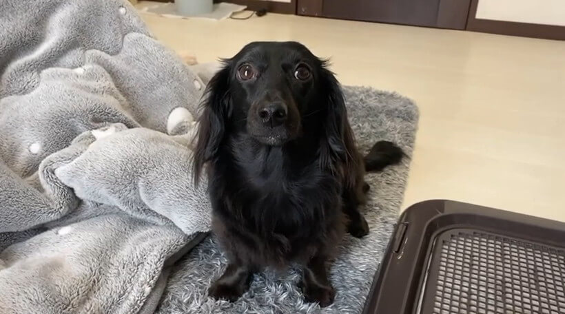 ダックスフンド,動画