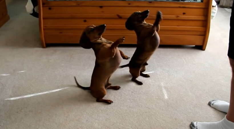 ダックスフンド,動画