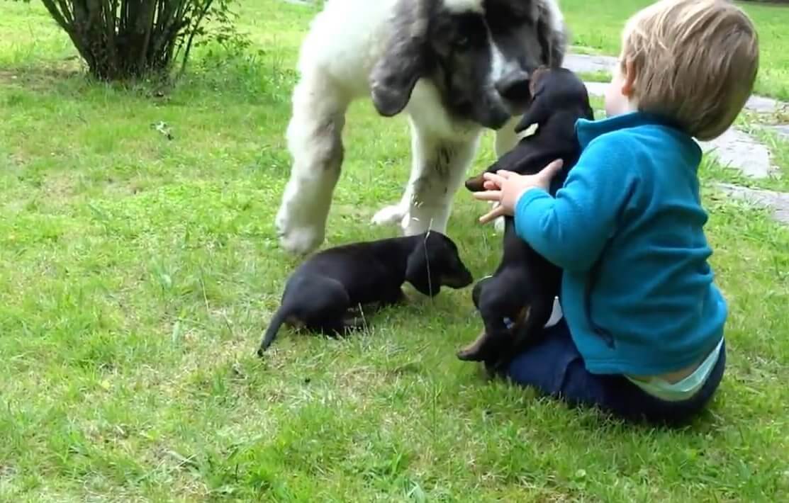 ダックスフンド,動画