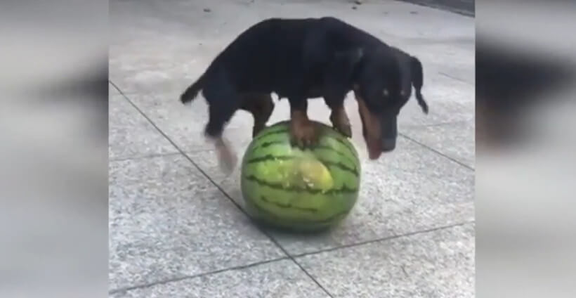 ダックスフンド,動画