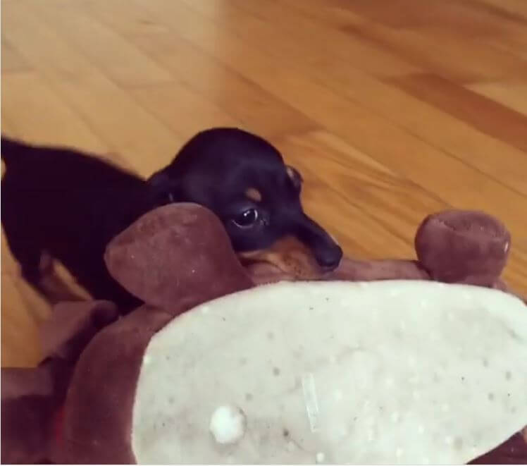 ダックスフンド,動画