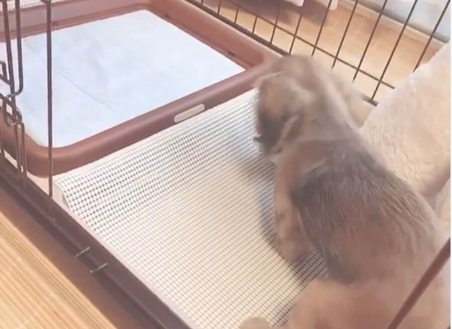 ダックスフンド,動画