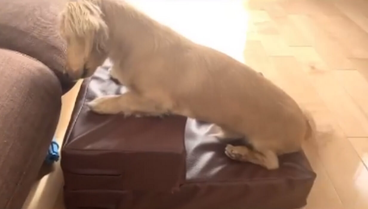 ダックスフンド,動画