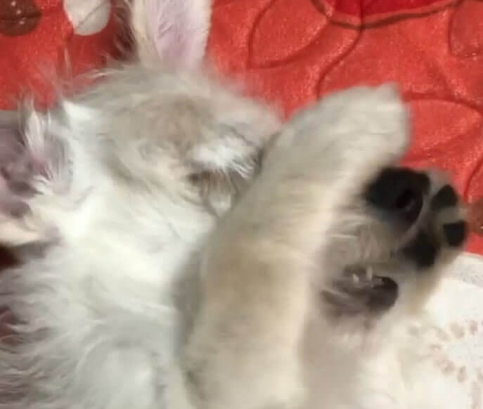 ダックスフンド,動画