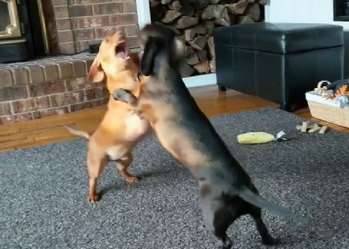 ダックスフンド,動画