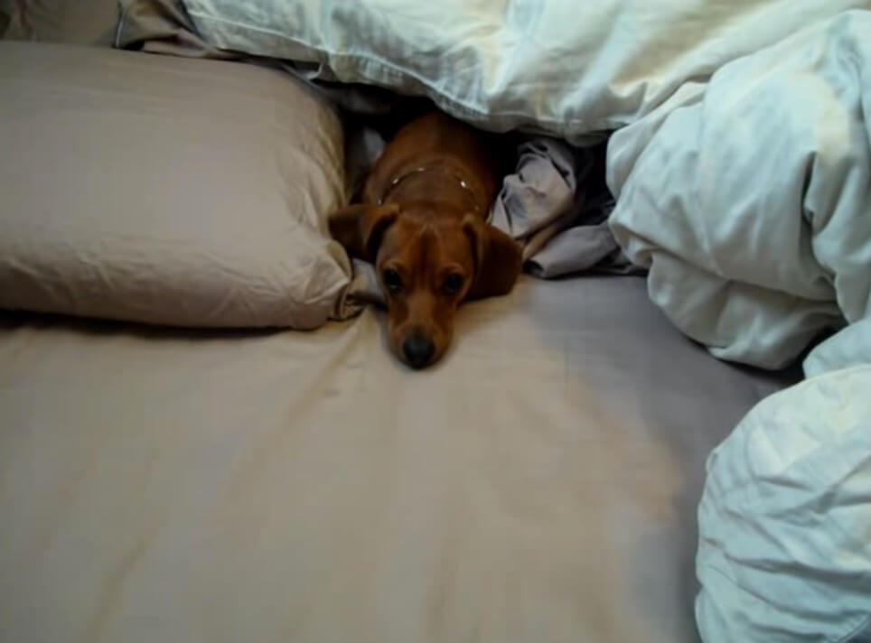 ダックスフンド,動画