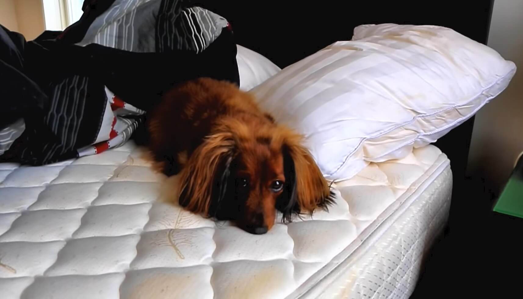 ダックスフンド,動画