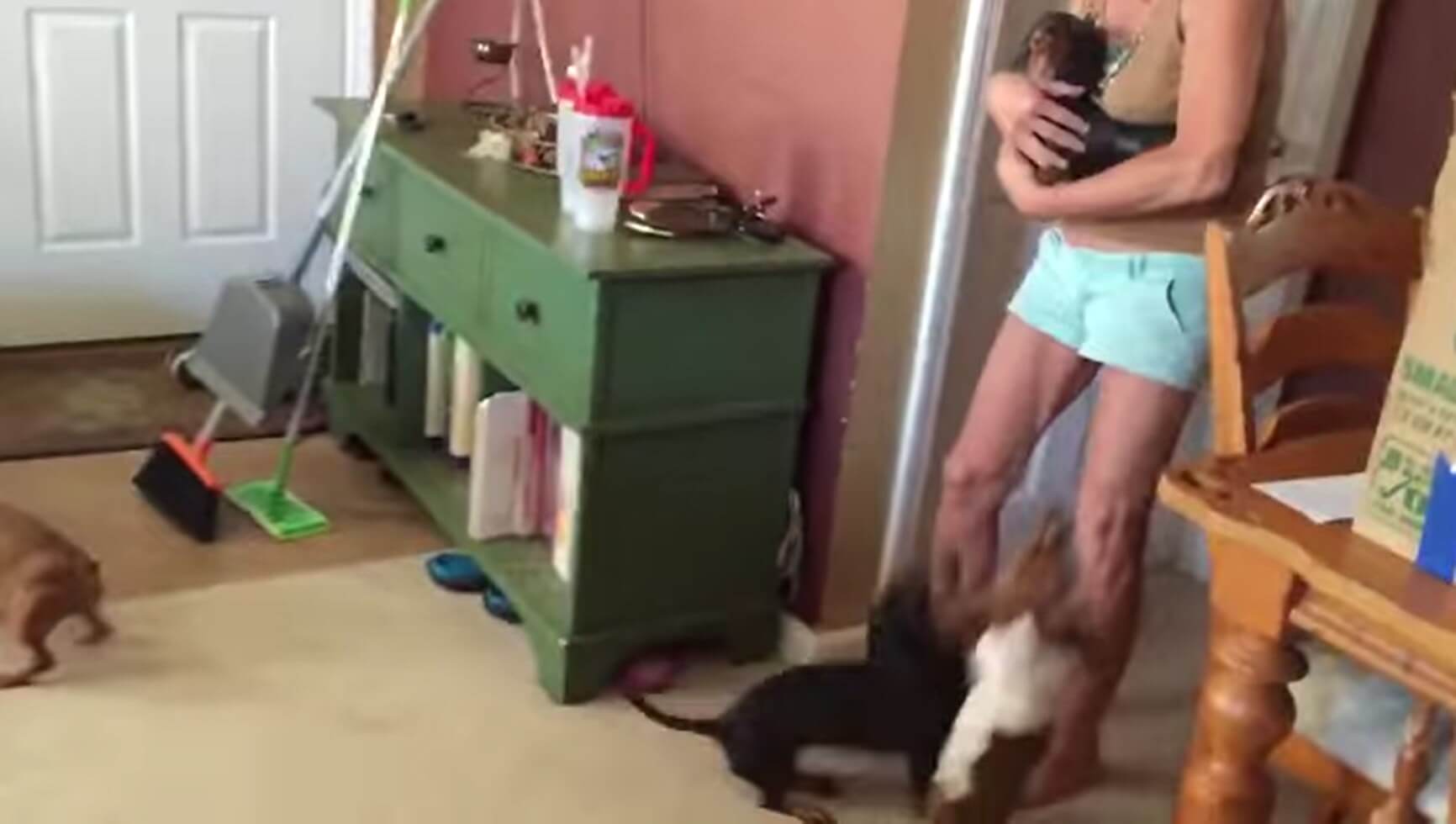 ダックスフンド,動画