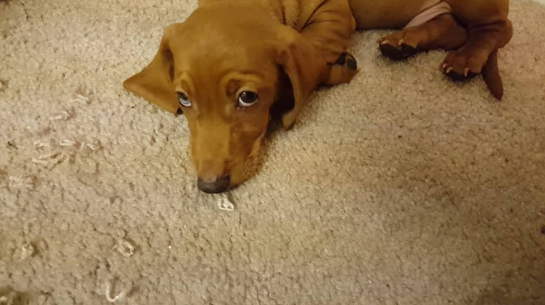 ダックスフンド,動画