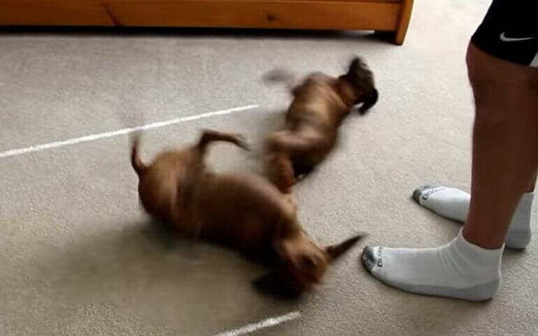 ダックスフンド,動画