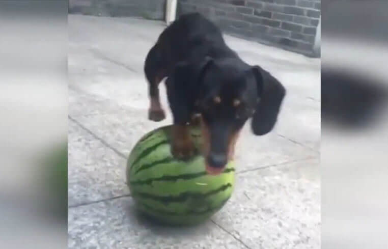 ダックスフンド,動画