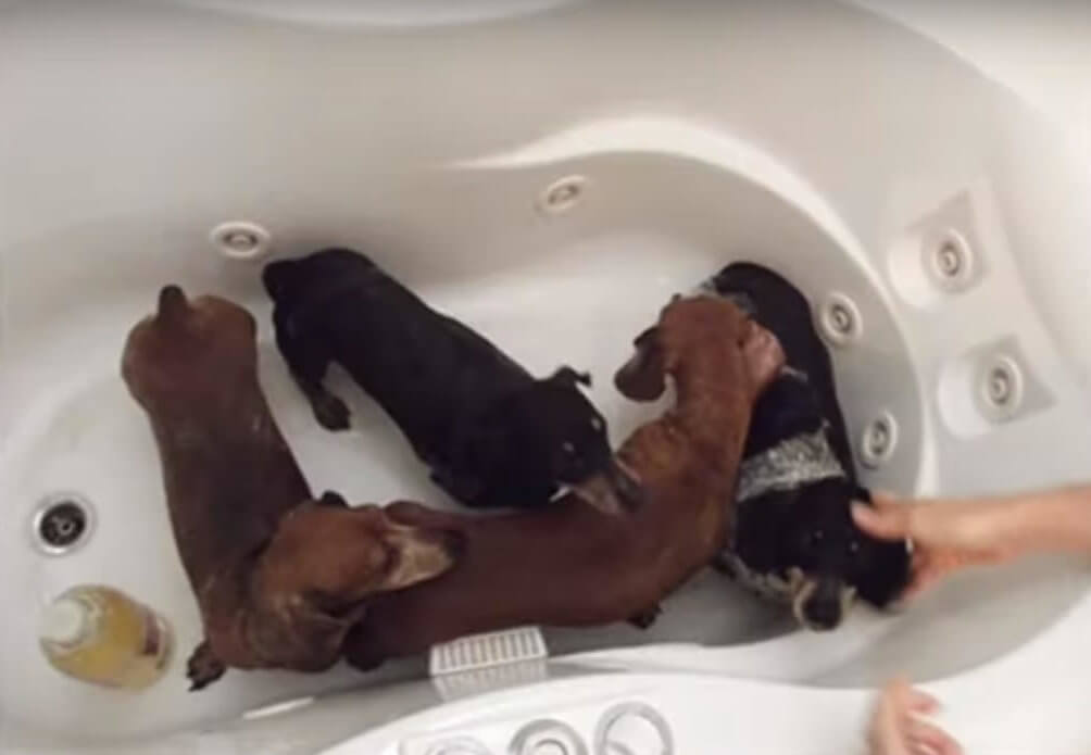 ダックスフンド,動画