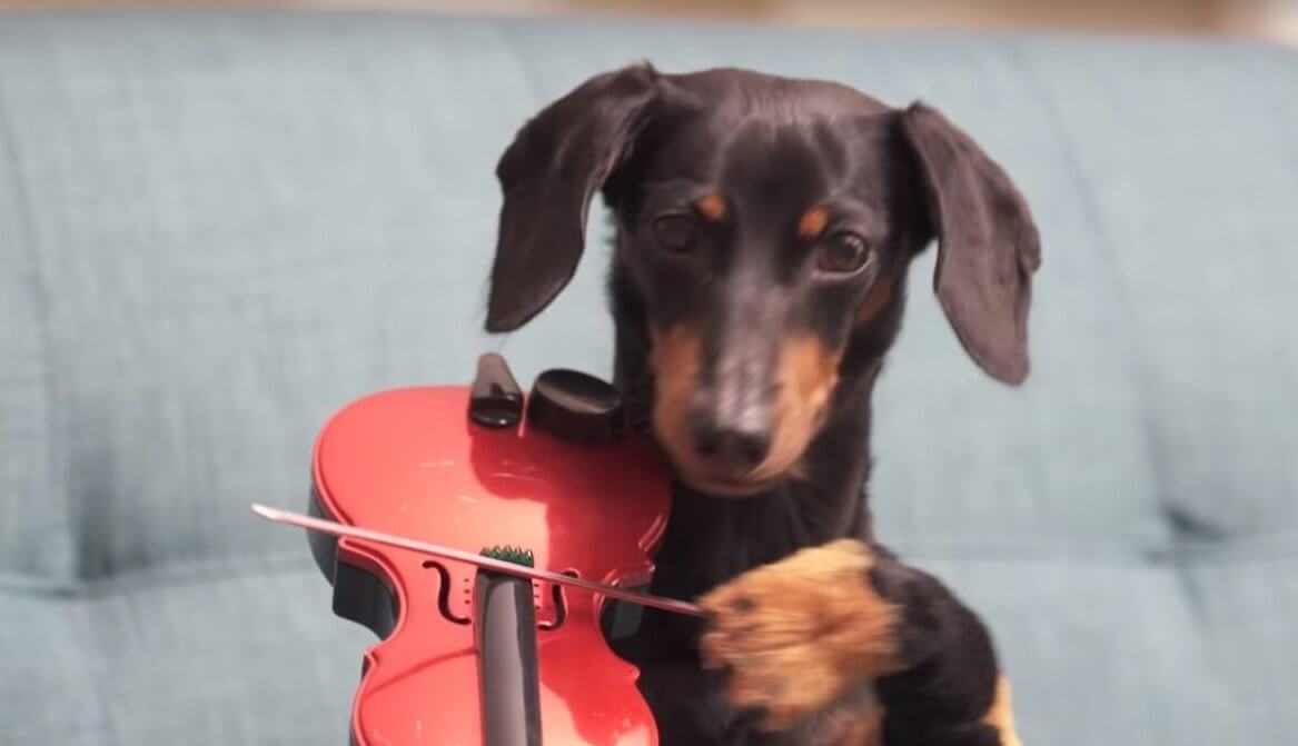 ダックスフンド,動画