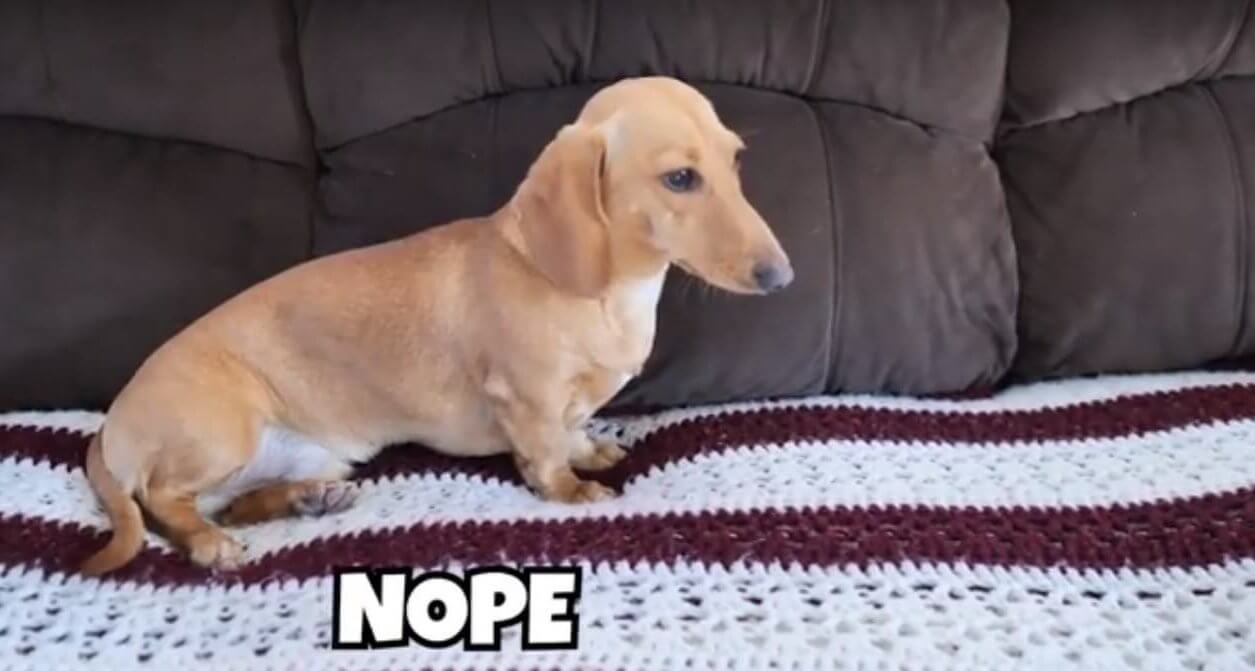 ダックスフンド,動画