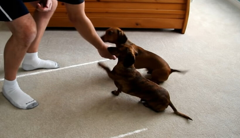 ダックスフンド,動画