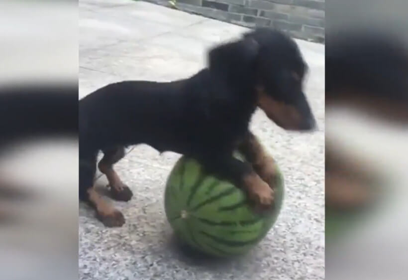 ダックスフンド,動画