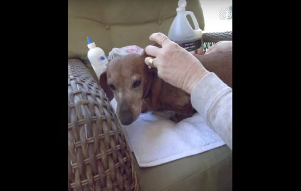 ダックスフンド,動画