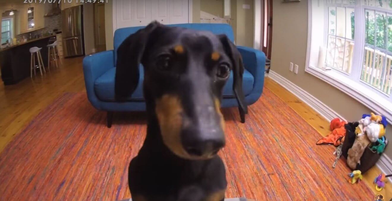 ダックスフンド,動画