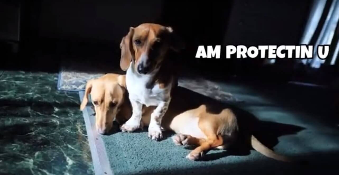 ダックスフンド,動画