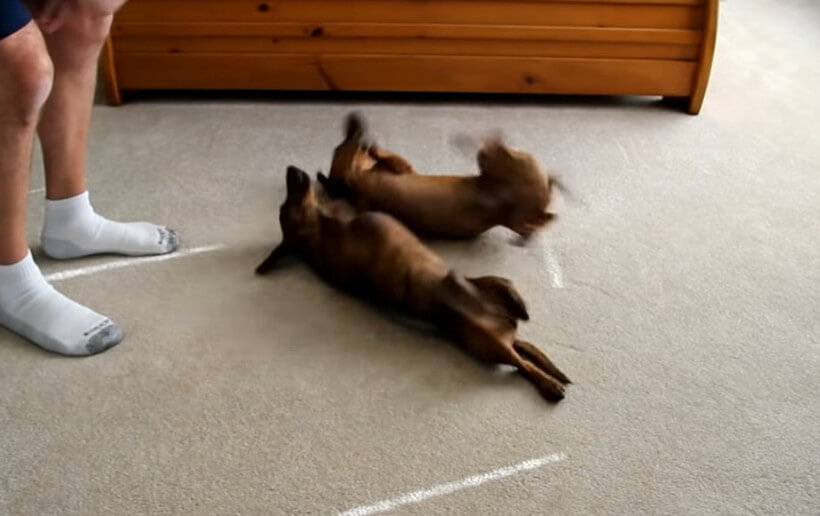 ダックスフンド,動画