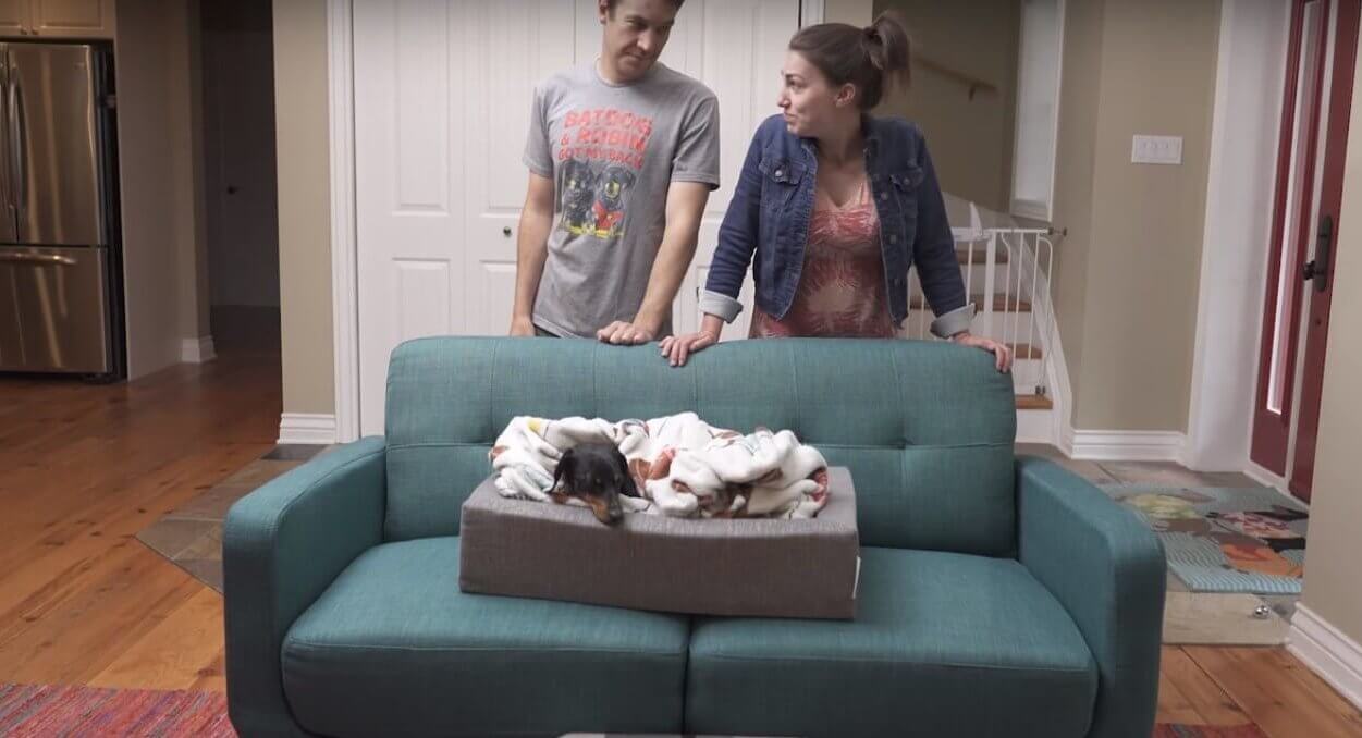 ダックスフンド,動画