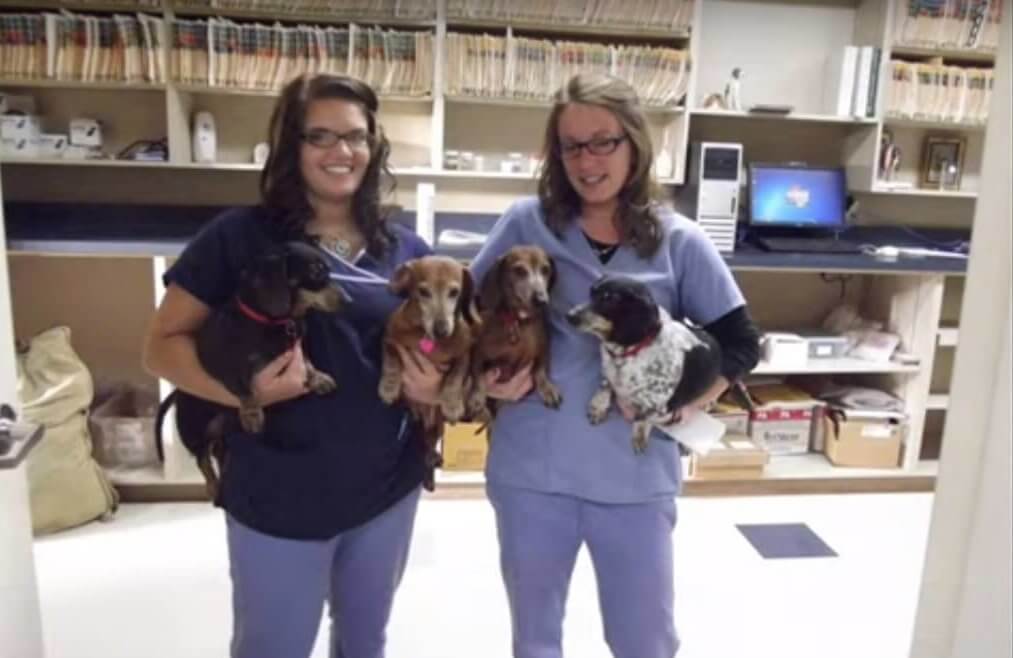 ダックスフンド,動画