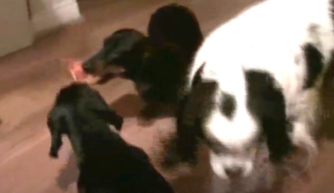 ダックスフンド,動画