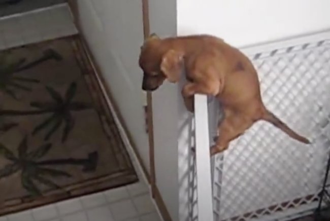 ダックスフンド,動画