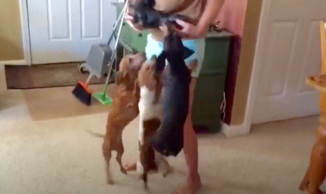 ダックスフンド,動画