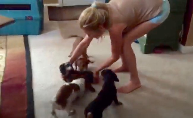 ダックスフンド,動画