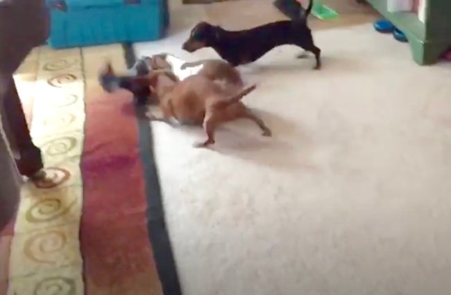 ダックスフンド,動画