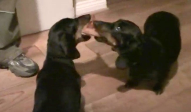 ダックスフンド,動画