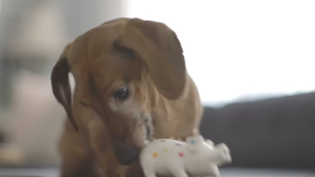 ダックスフンド,動画