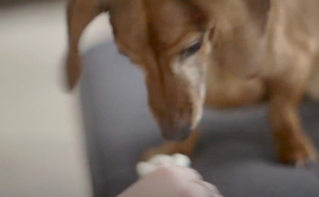 ダックスフンド,動画