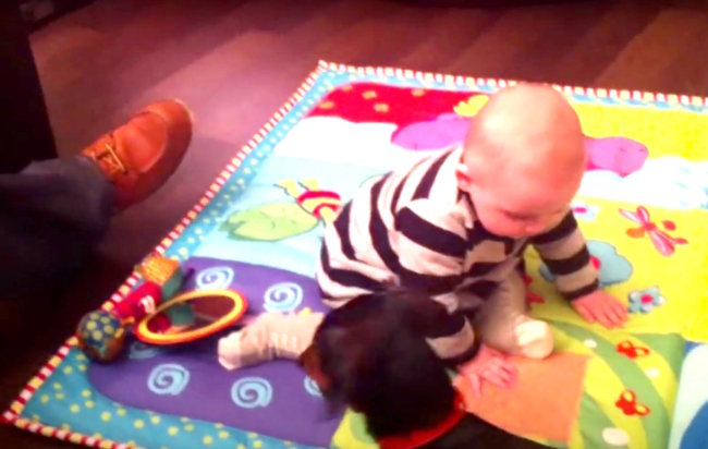 ダックスフンド,動画