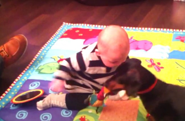 ダックスフンド,動画