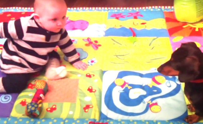 ダックスフンド,動画